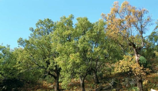 La Dehesa Cotillas se ubica en la denominda Sierra de Valdemeca, dentro del Monumento Natural de la Serranía de Cuenca.