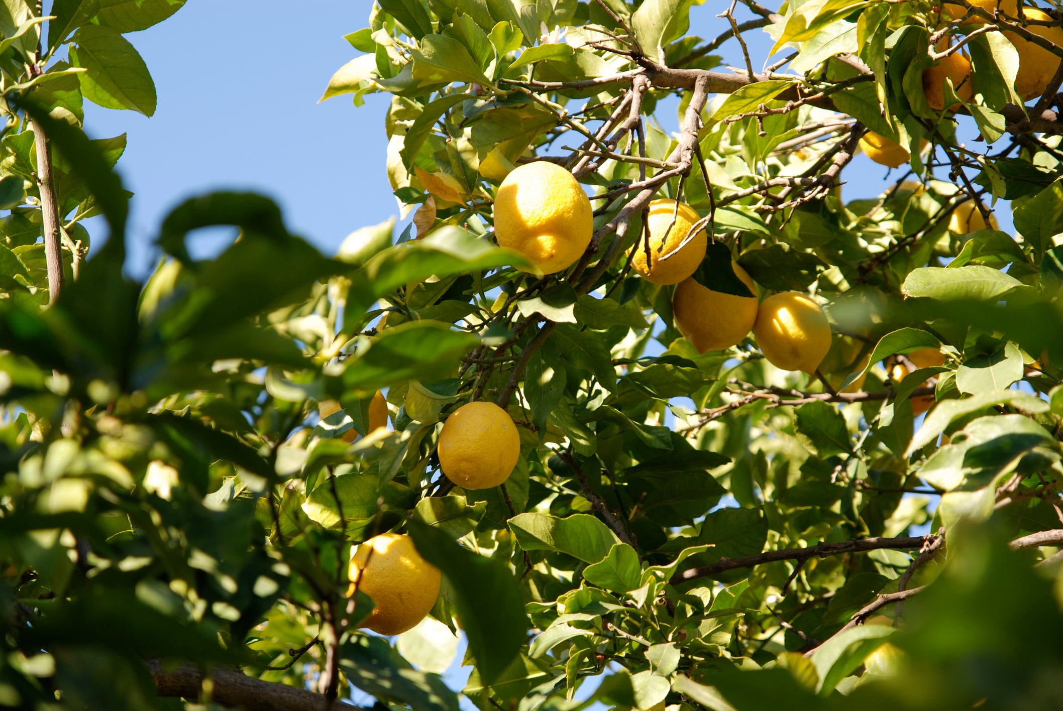 Limonero en la huerta de Murcia