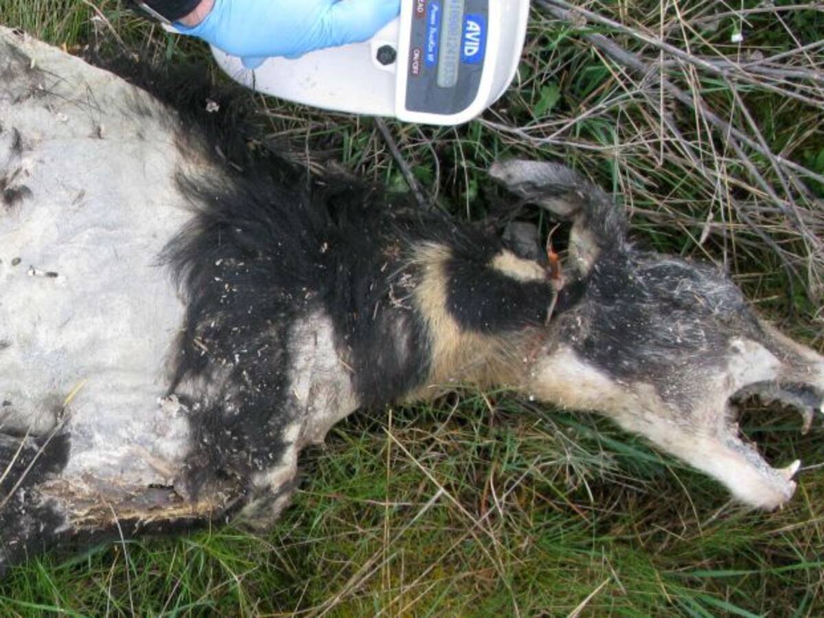 Cuatro imputados por maltratar y matar perros en Santervás de Campos