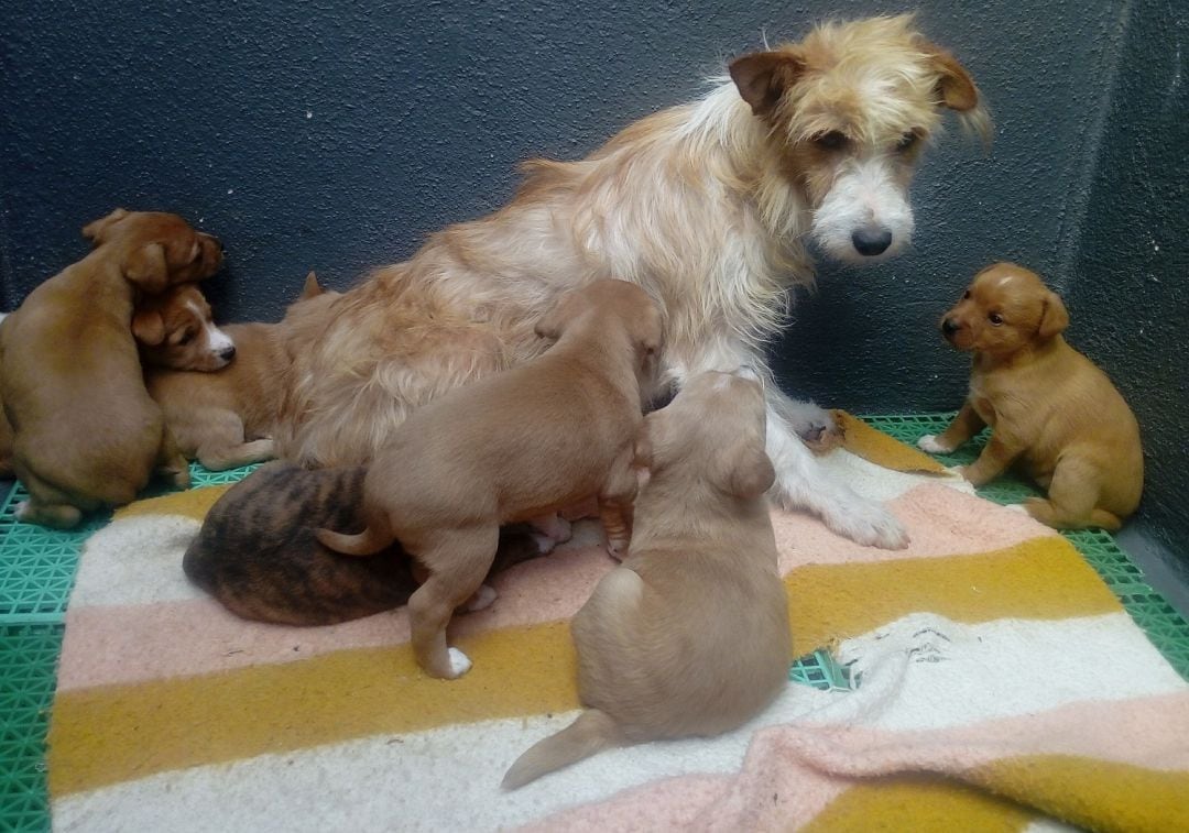 Lara y sus cachorros en el Centro de Acollida Caan de la Diputación de Pontevedra