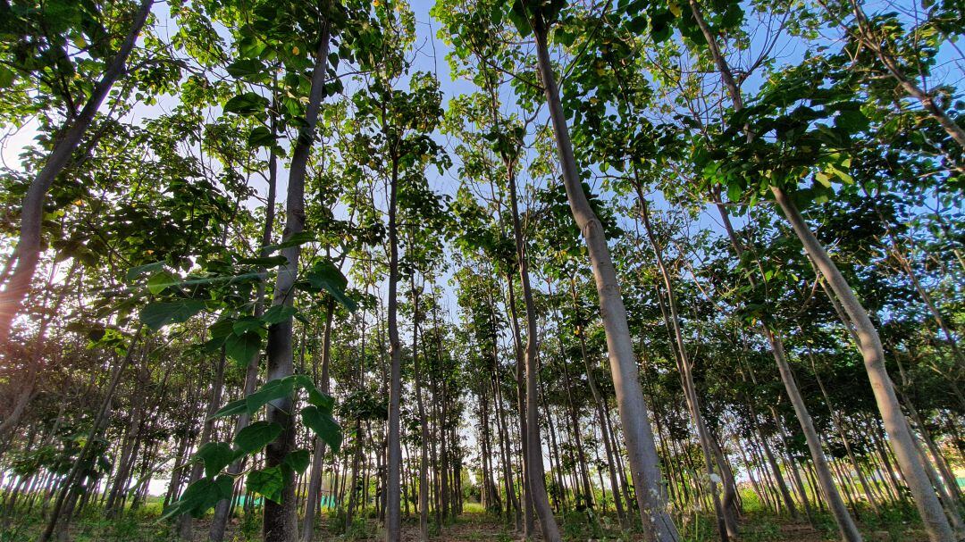 Bosque de paulonias en Miramar 