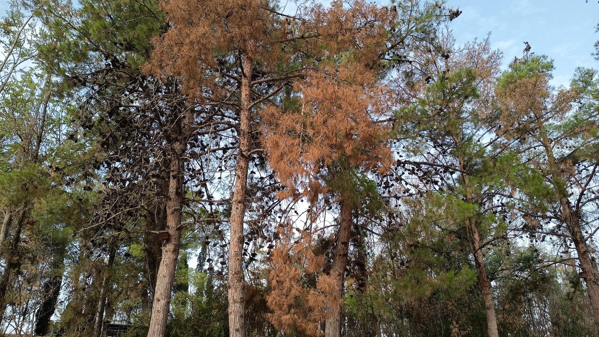 La Fitóftora prolifera en suelos recalentados por las altas temperaturas y se propaga con el agua y la humedad
