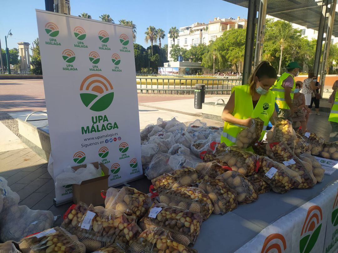 Voluntarios de UPA Málaga repartiendo los 3.000 kilos de patatas esta mañana en la Plaza de la Marina. 