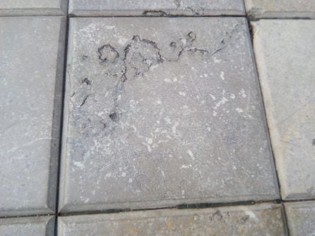 Fósiles urbanos en el suelo del centro de Huelva.