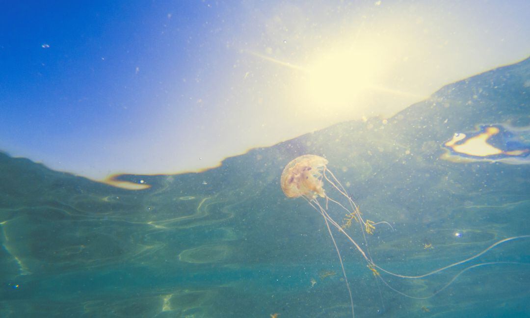 Esto es lo que tienes que hacer si te encuentras una medusa en la playa.