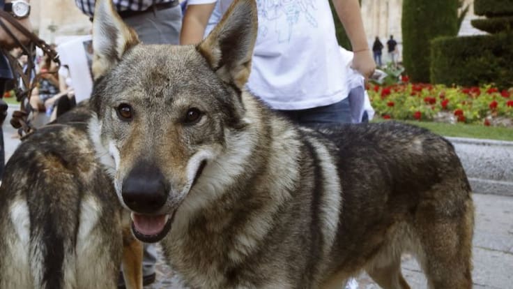 Reportaje: El lobo en Castilla y León