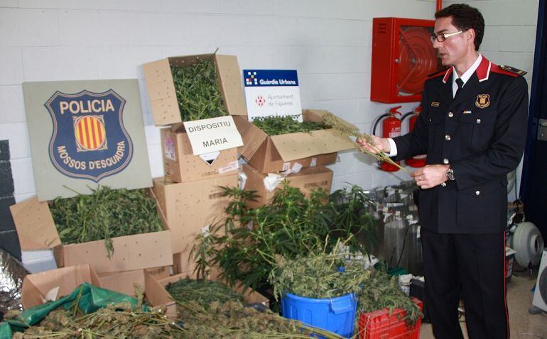 Alfons Sánchez davant d'un comís de marihuana. Imatge d'arxiu.