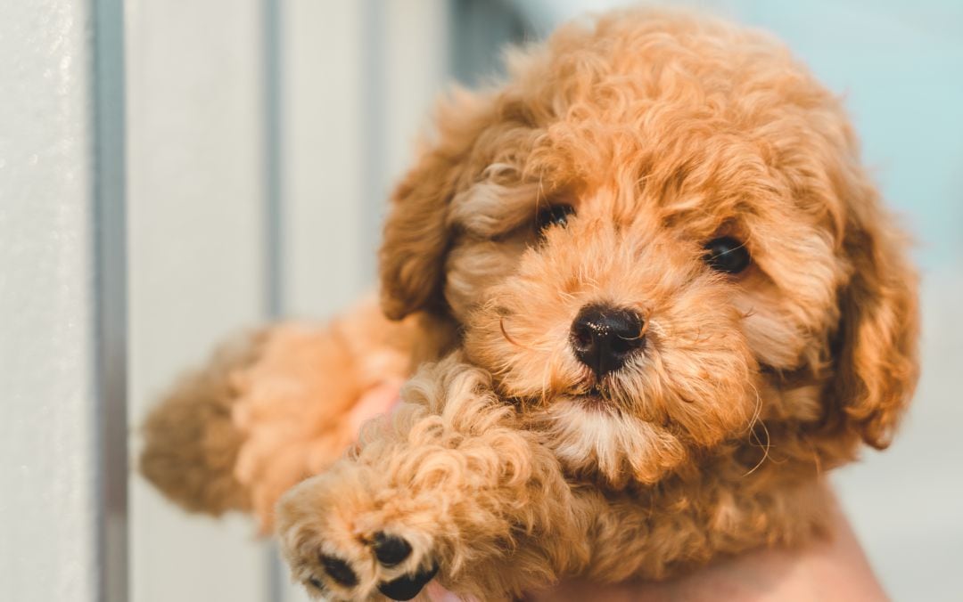 La aplicación te ayudará a adoptar a tu próxima mascota.