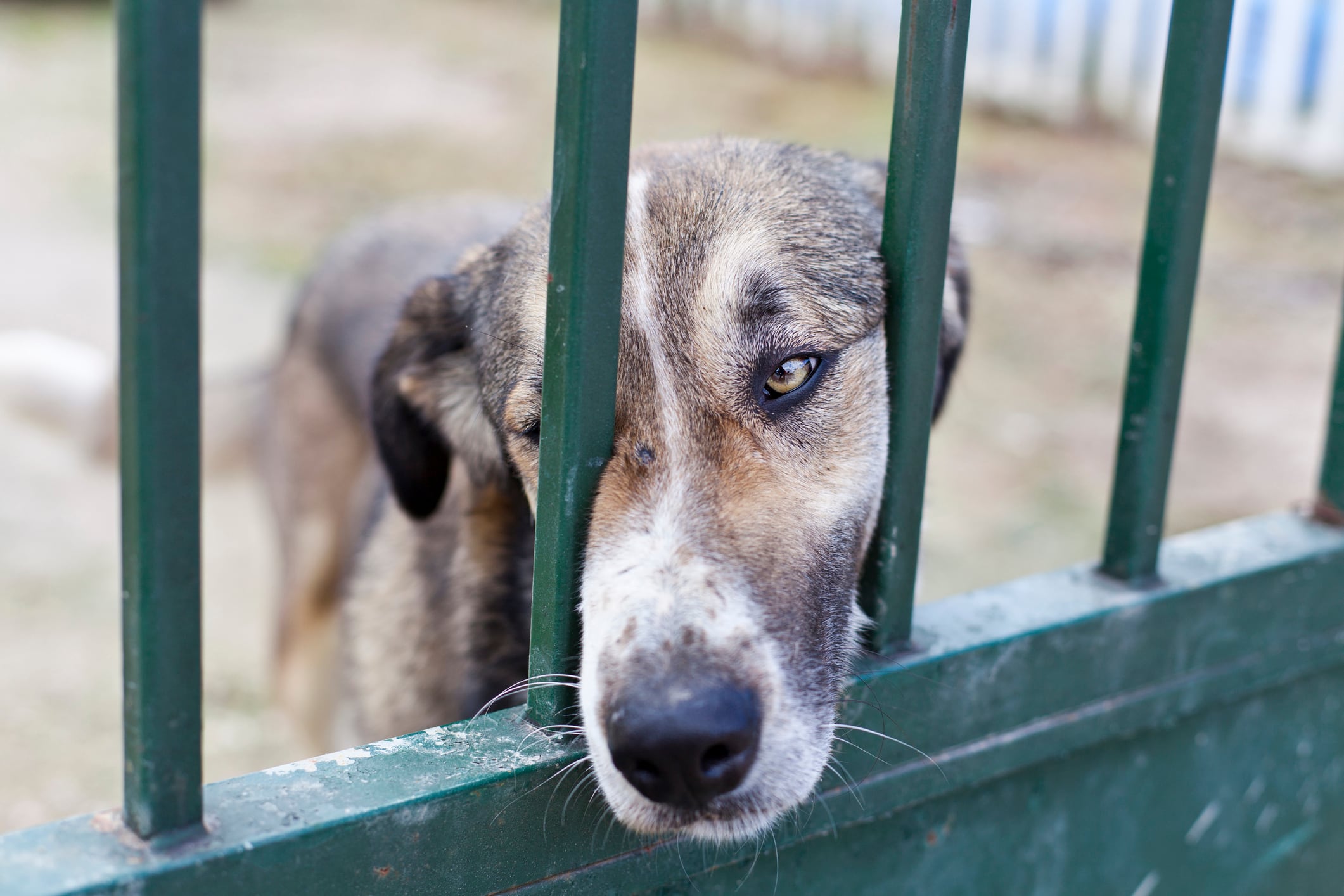 La Generalitat activa protocolos de atención y rescate de urgencia para animales de protectoras y centros de acogida de municipios afectados por la DANA