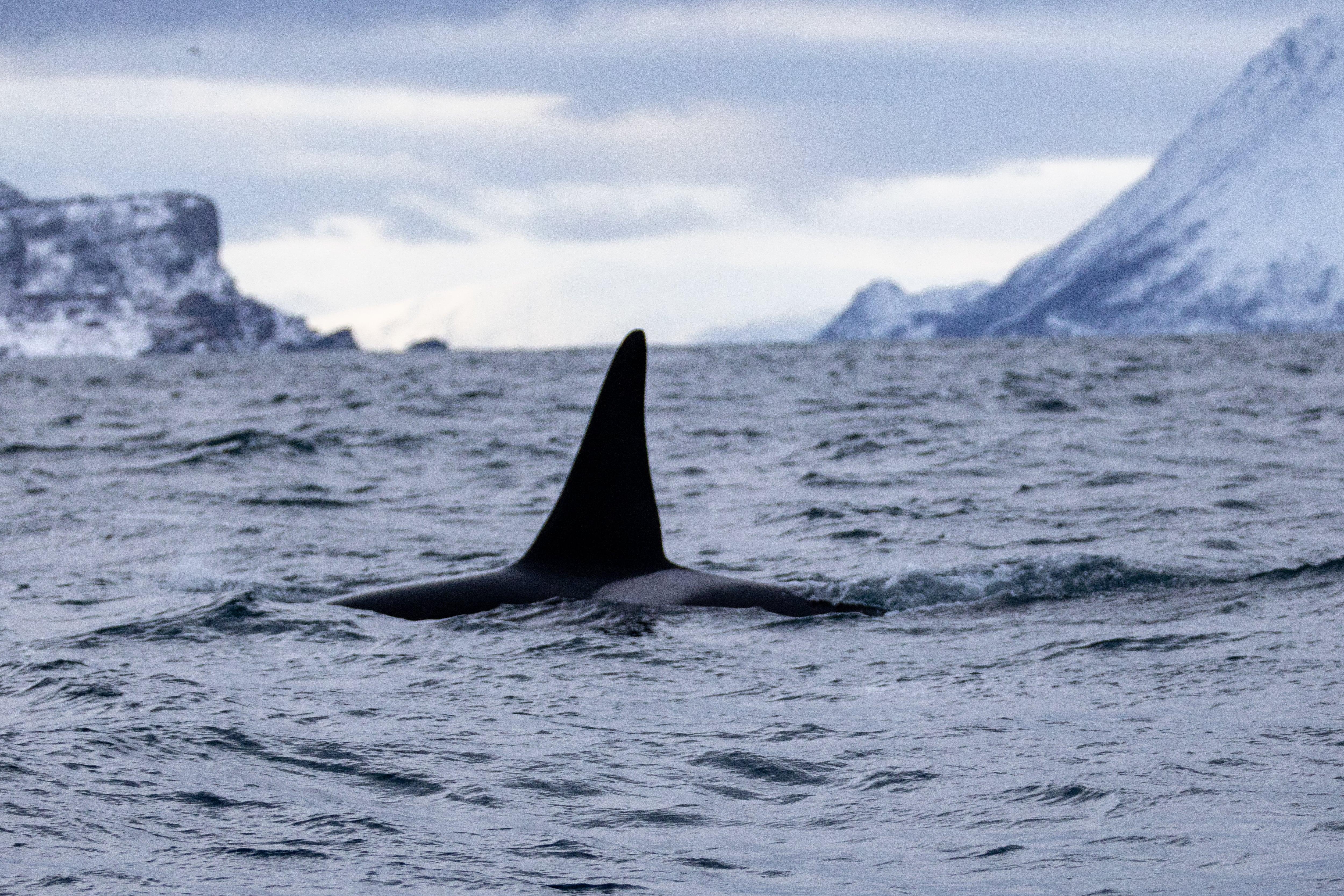 Imagen de archivo de un avistamiento en el mar