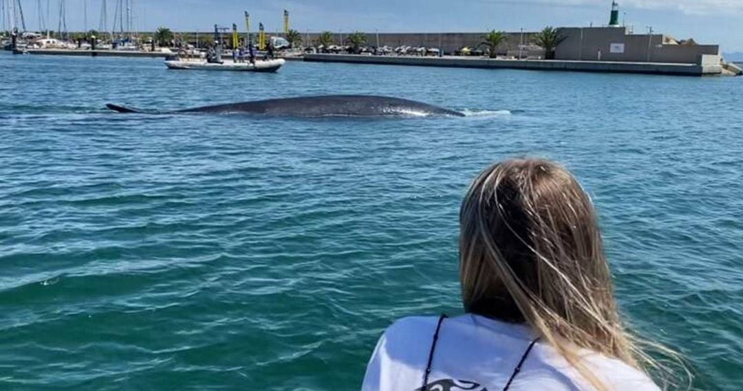 Ballena en el Puerto de valencia el pasado 7 de julio 