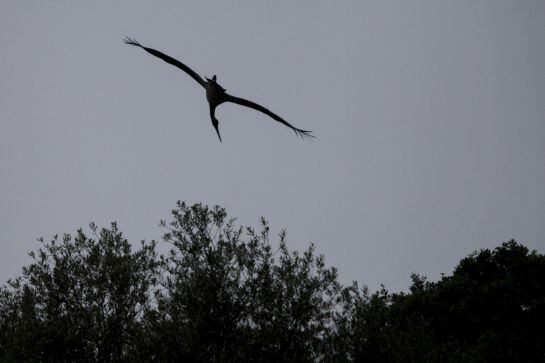 Vuelo de la cigüeña con la última luz