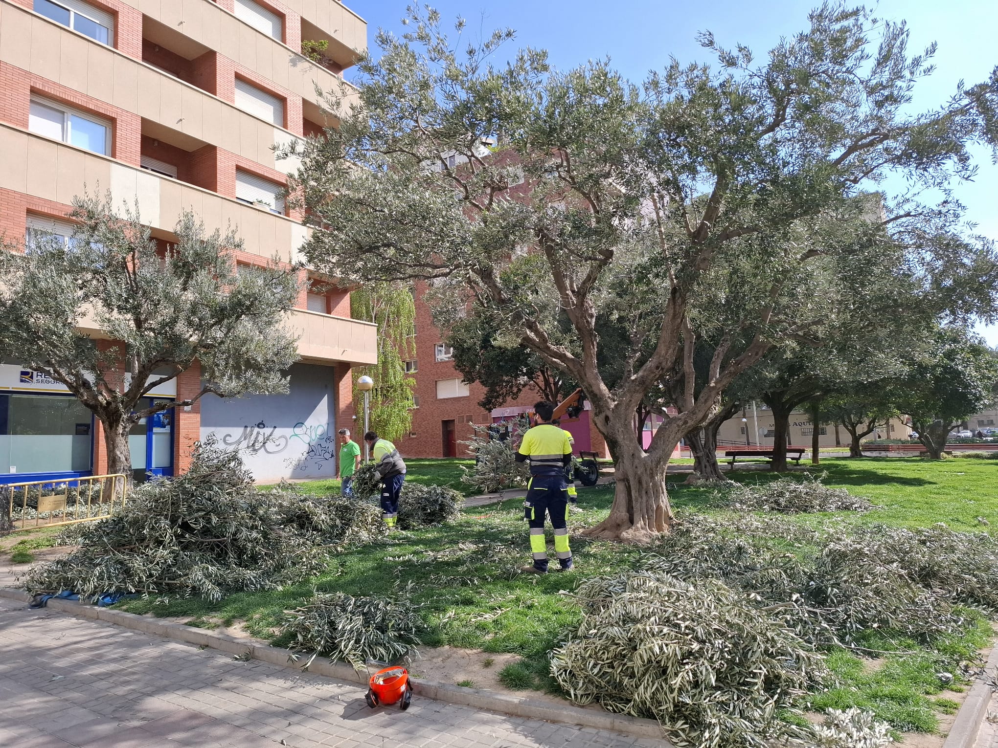 Poda de olivos en Huesca