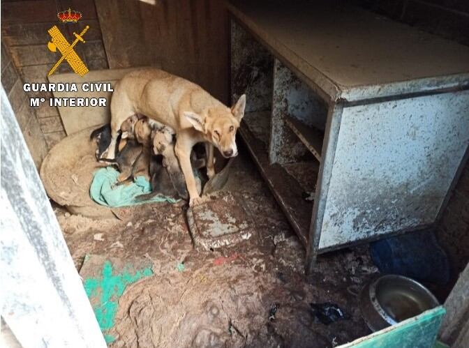 Gossos abandonats a Lloret de Mar.