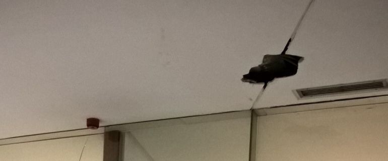 Nuevos Juzgados, techos