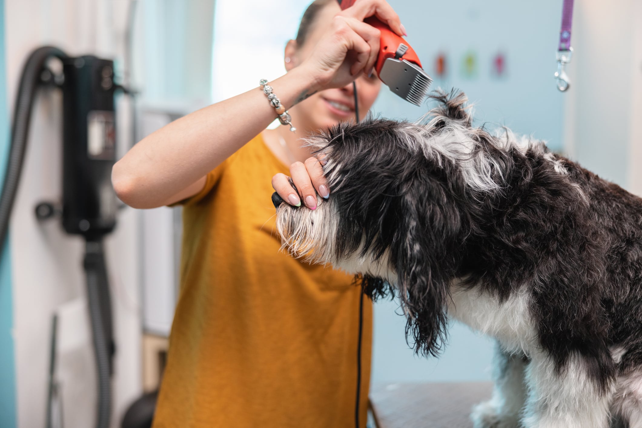 Una mujer cortándole el pelo a un perro con una maquinilla.