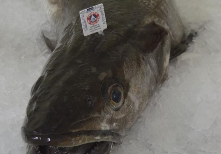 Imagen de una de las primeras merluzas del pincho de Celeiro que en 2017 estrenaron la etiqueta ecosostenible de &#039;Friend of the Sea&#039;