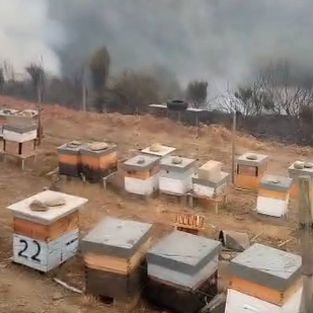 Salva sus colmenas del fuego arando el perímetro: "¿Tan difícil es salvar los pueblos con cortafuegos?"