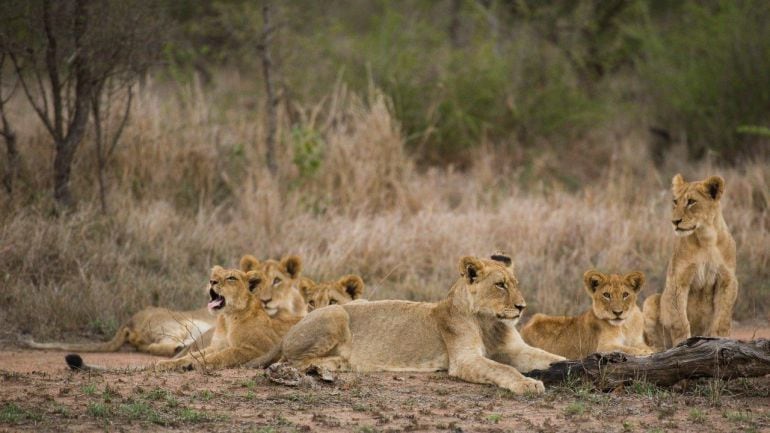 Un grupo de leonas descansa en la sabana africana, una de las regiones naturales más ricas de la Tierra. 