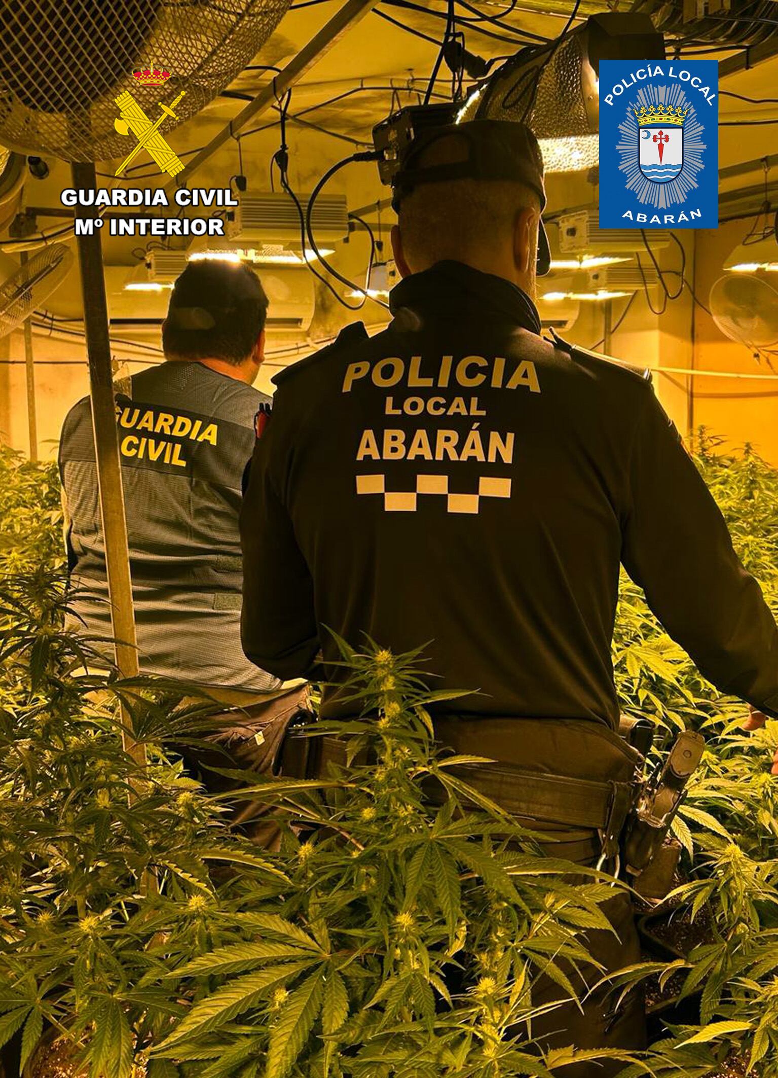 Operación contra el cultivo de marihuana en Abarán