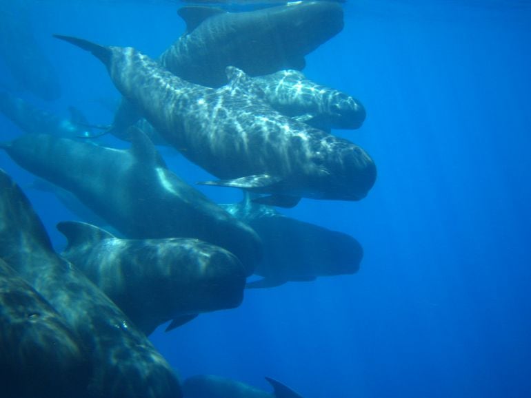 Esta amplia zona del mar Mediterráneo es el hogar de muchas especies de cetáceos. 