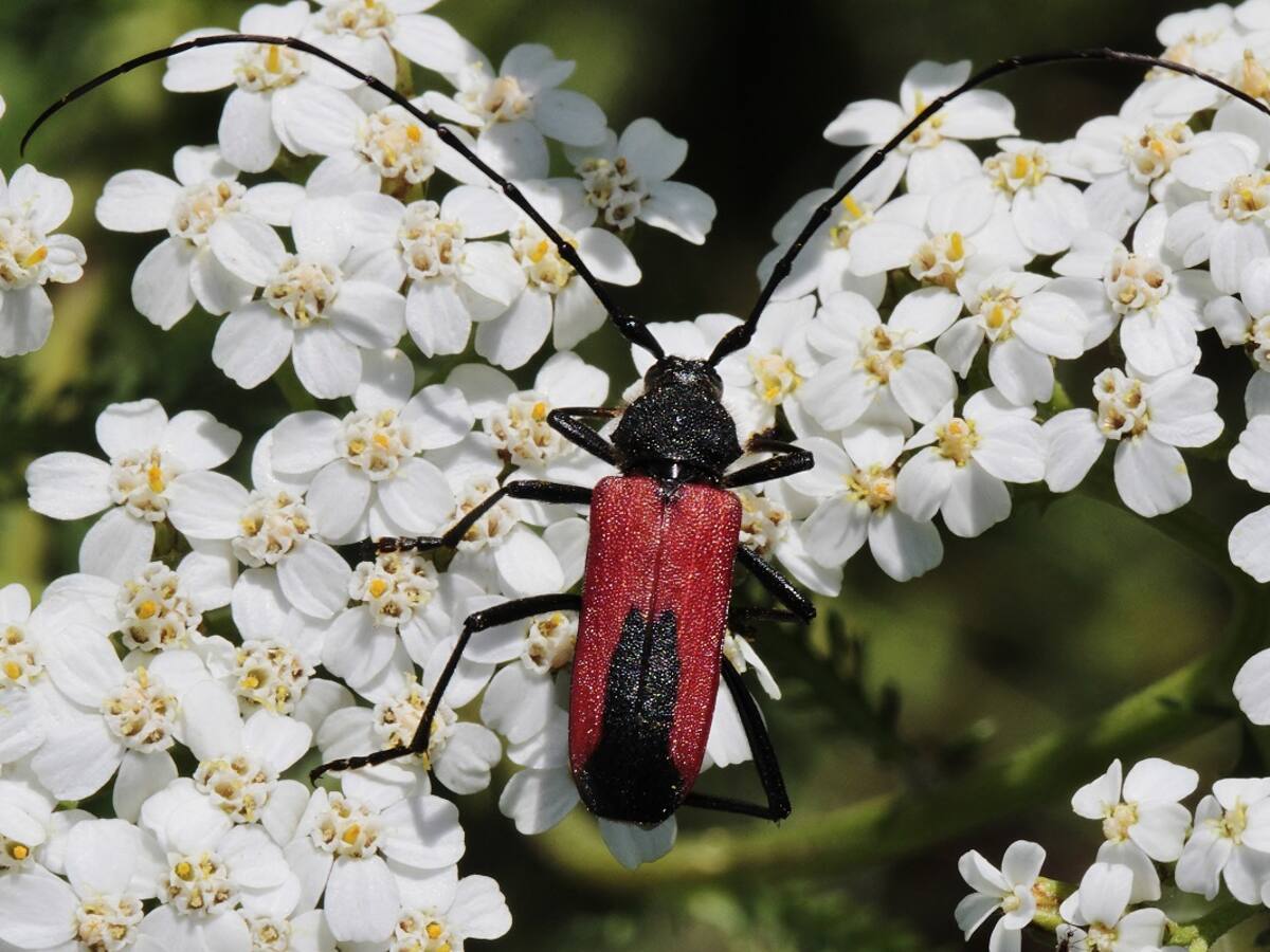 ¿Cómo afecta la contaminación lumínica a los insectos? La UCO estudia sus efectos