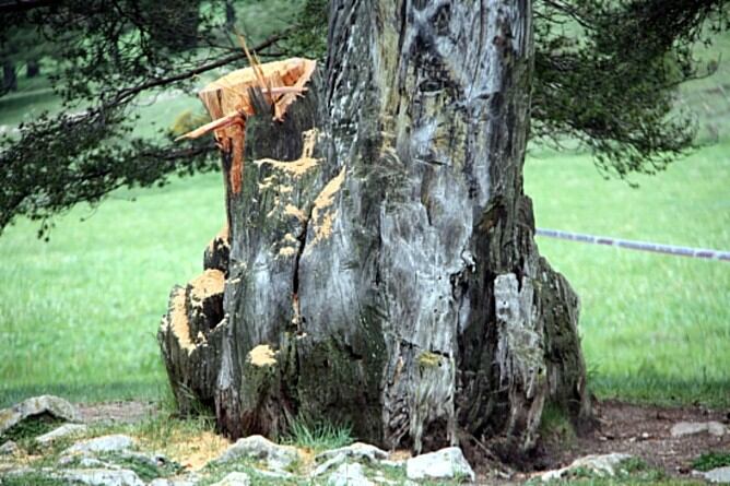 Imatge de la mutilació que ha patit el Pi de les Tres Branques