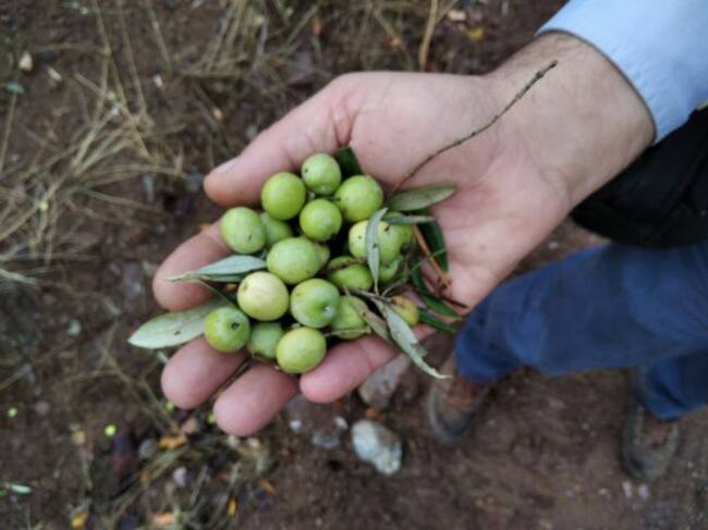 Recogida temprana de las aceitunas para conseguir una mayor calidad del aceite de oliva virgen extra