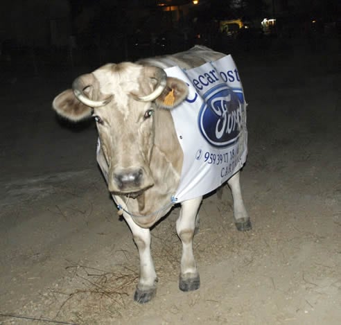 La vaca &#039;Campanera&#039; durante el concurso &#039;Caca de la Vaca&#039;, en el que una persona ha ganado 6.000 euros por ser el dueño de la papeleta del terreno donde ha caído el excremento de la vaca.