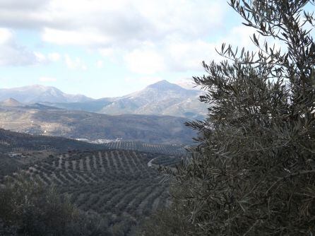 Paisaje de los olivares de Sierra Mágina