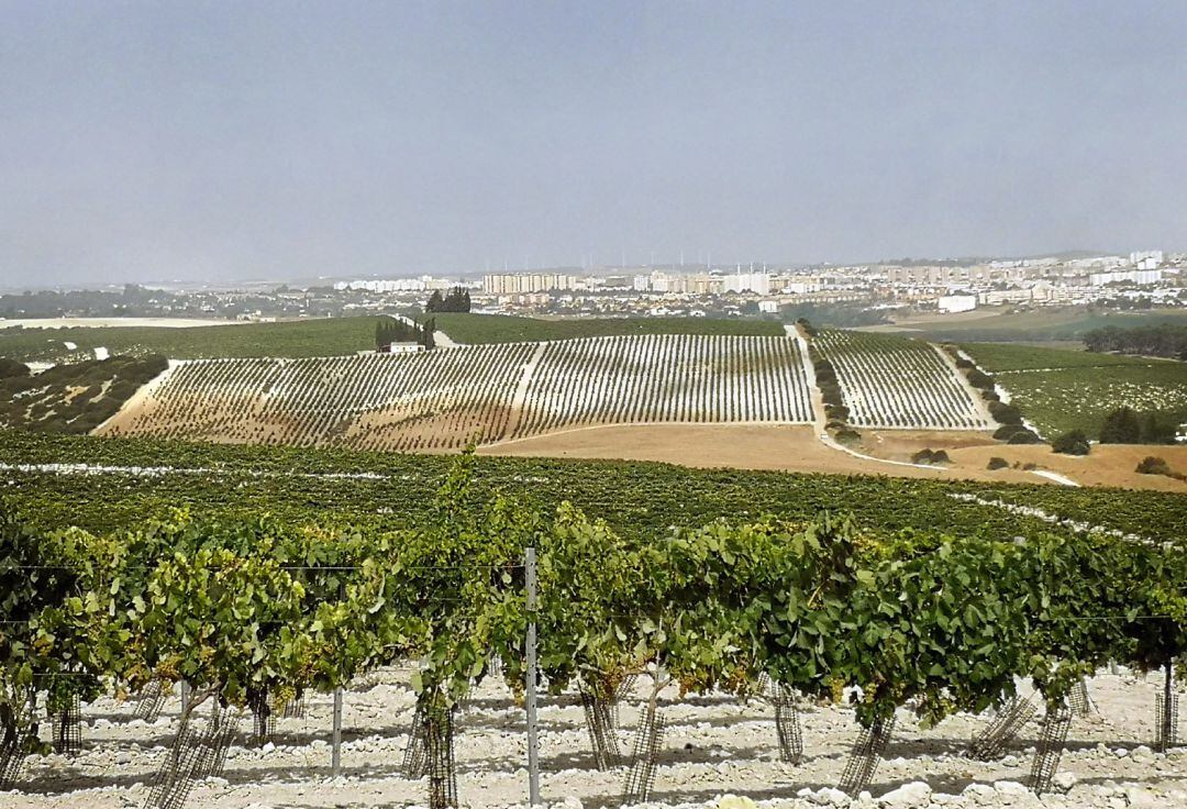 Viña en el Marco de Jerez