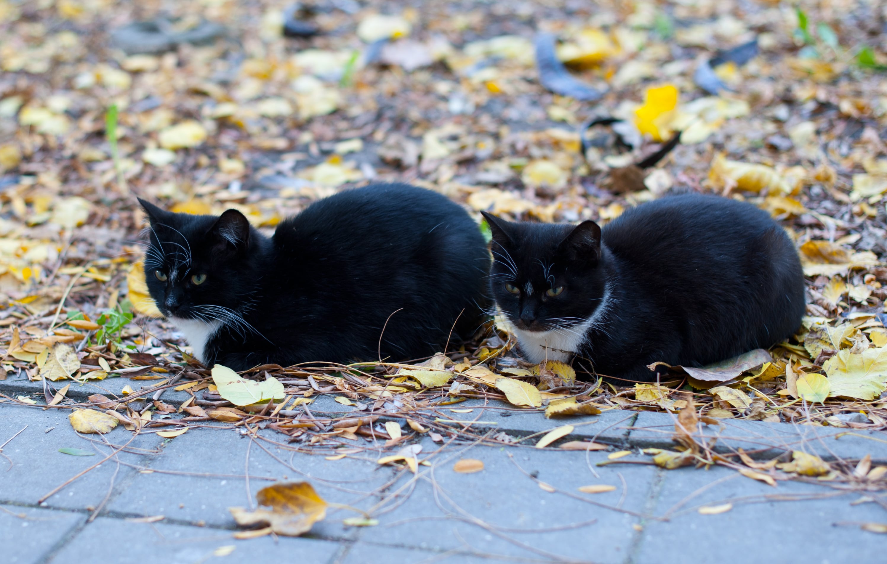 Dos gatos negros gemelos en una imagen de archivo.