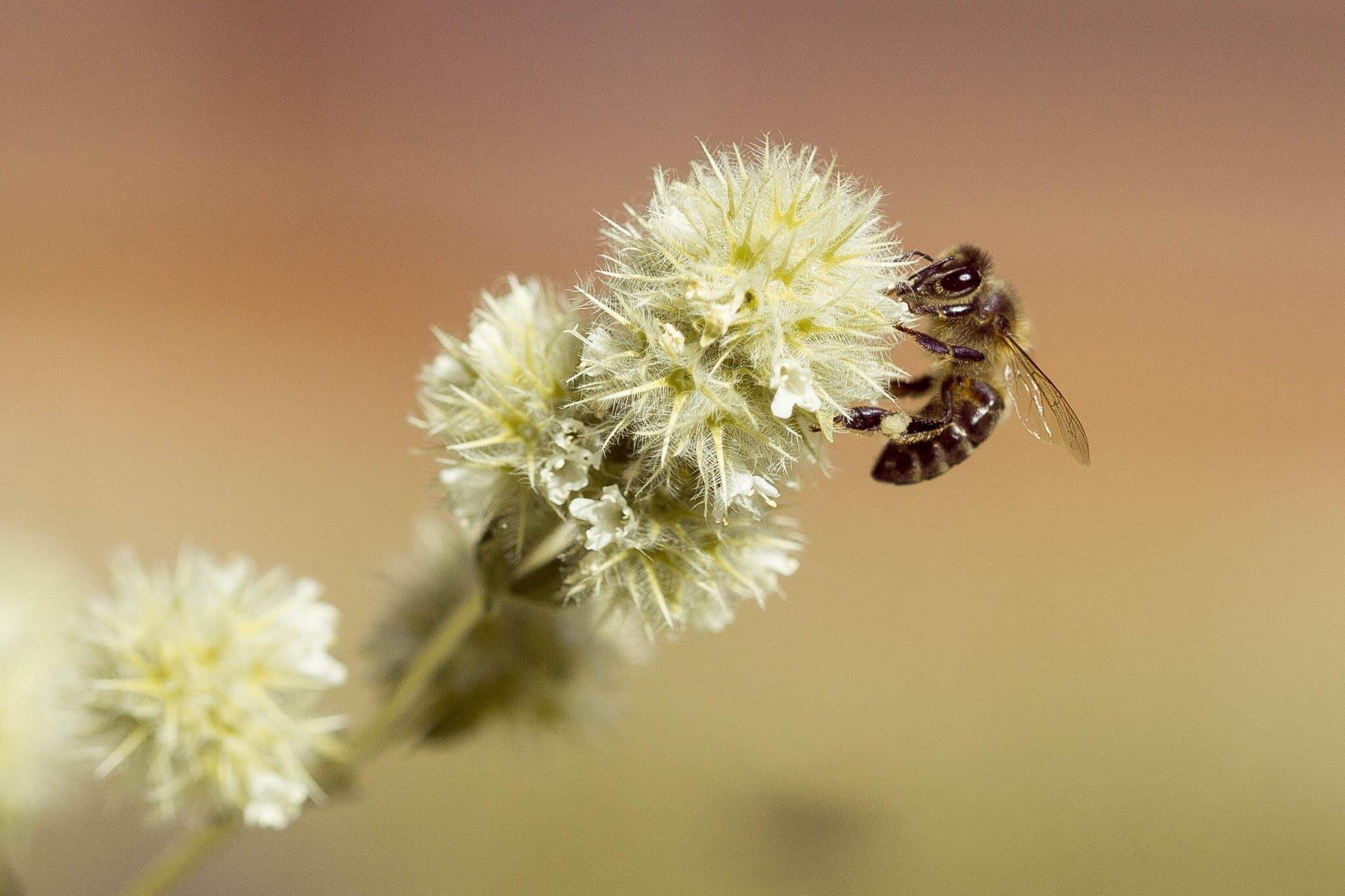 La apicultura moderna contribuye eficazmente al mantenimiento de las poblaciones de abejas melíferas en el mundo