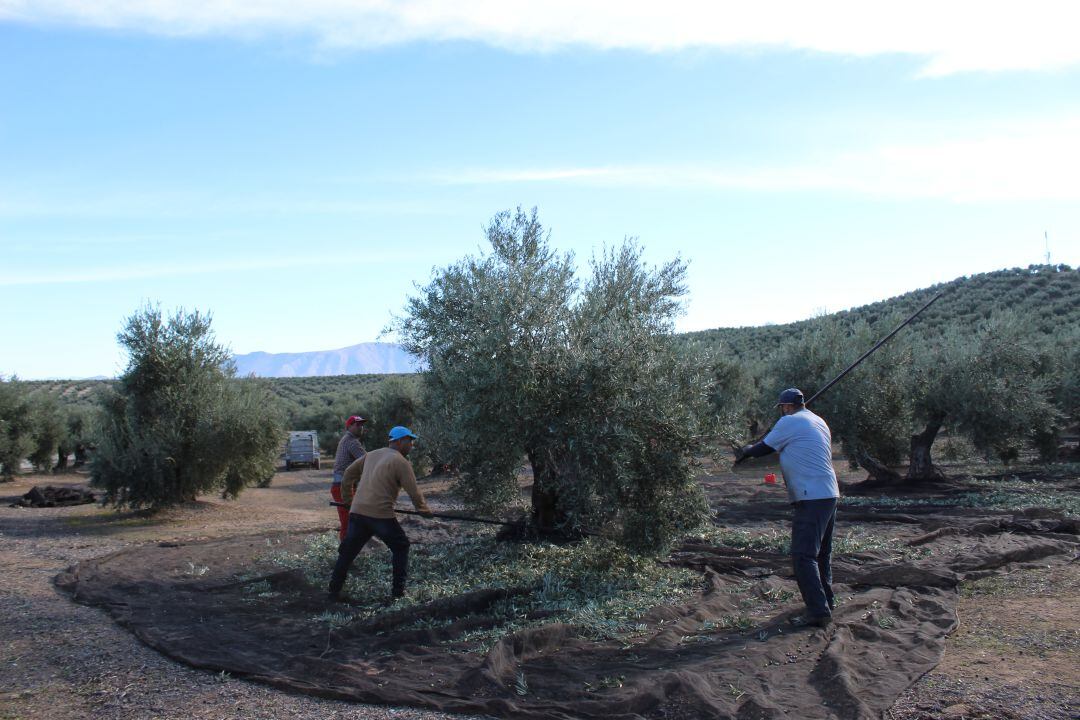 Jornaleros en la actual campaña en un olivar de Sierra Mágina