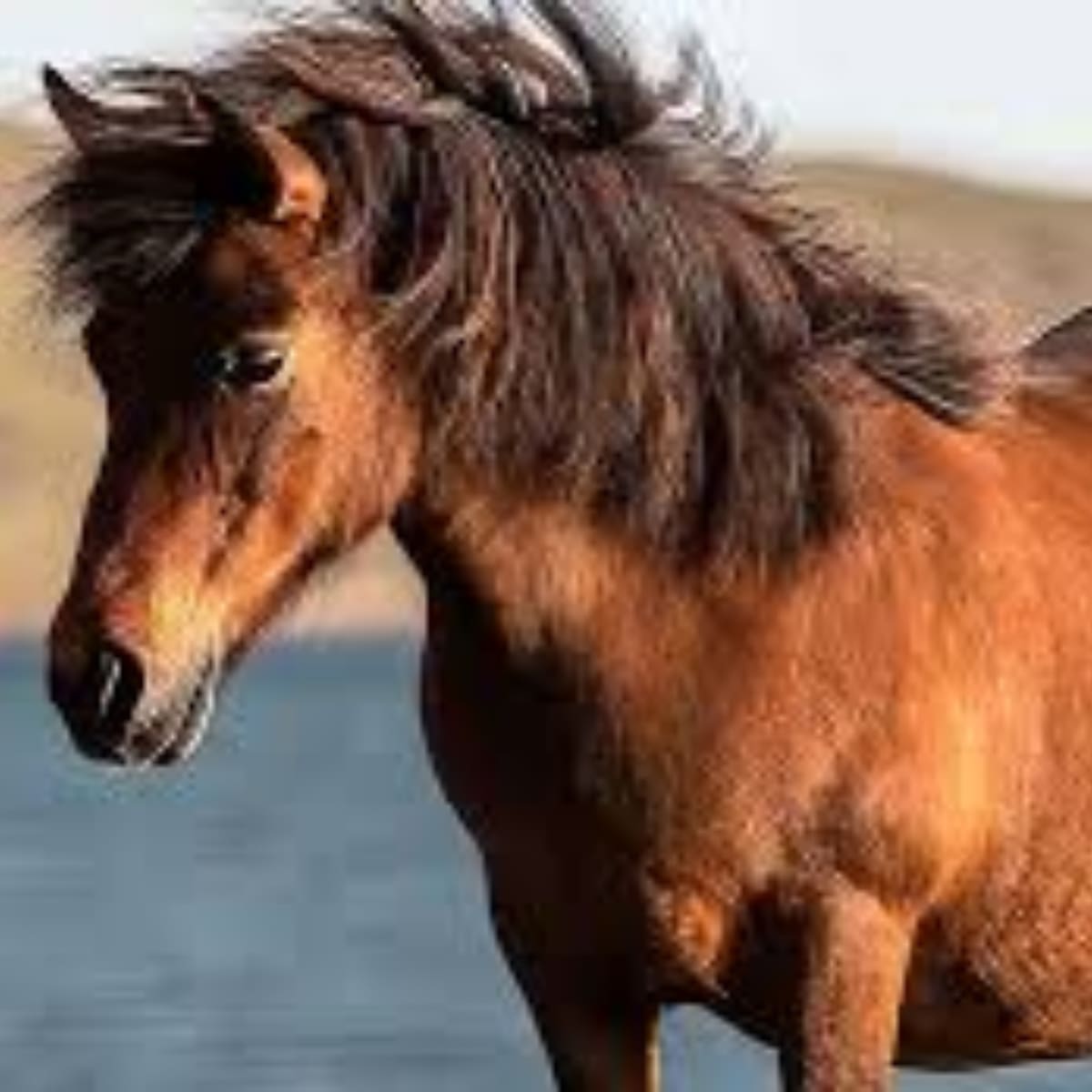 ¿Por qué no deberías subirte a un caballo cerca de un río?