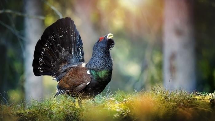 Ejemplar de urogallo. Foto: DGA