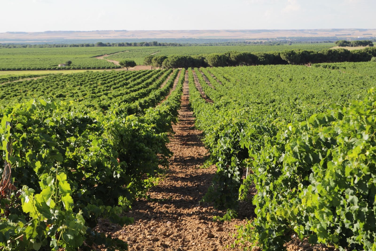 La sequía está adelantando la brotación del viñedo en la DO Rueda