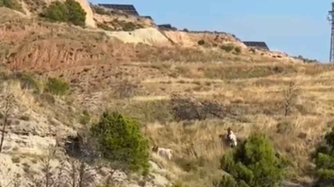 Imagen del momento en el que los dos cabestros se escapaban del encierro del &quot;Estrecho&quot;