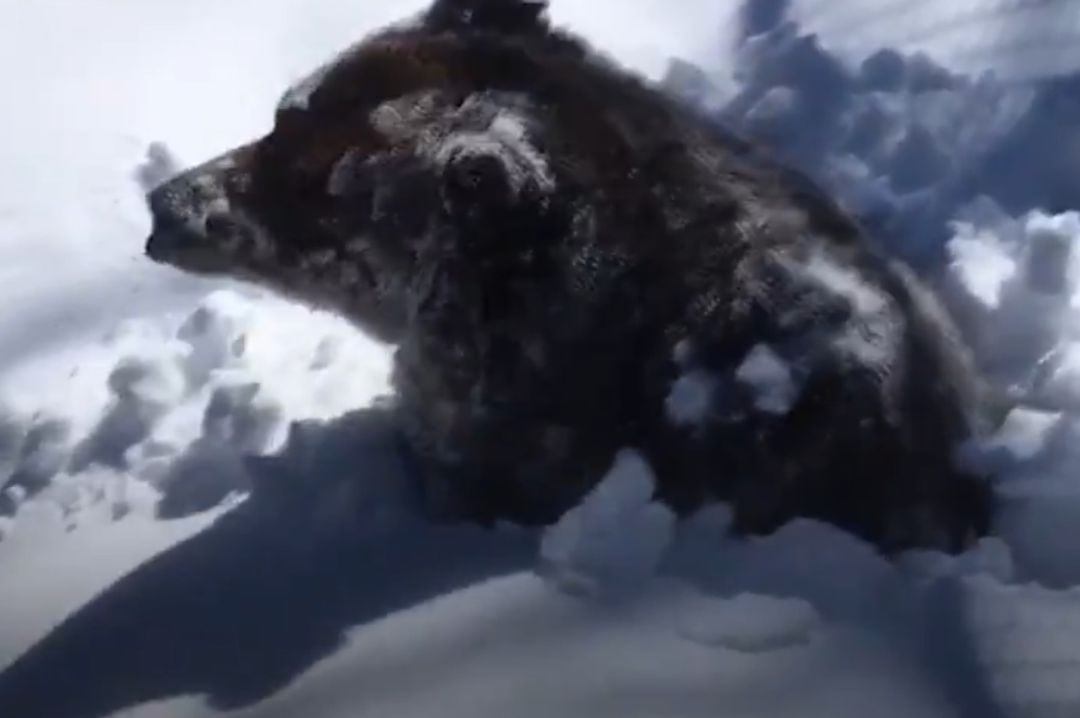 Imagen del oso Boo en el momento en el que sale de la hibernación. 