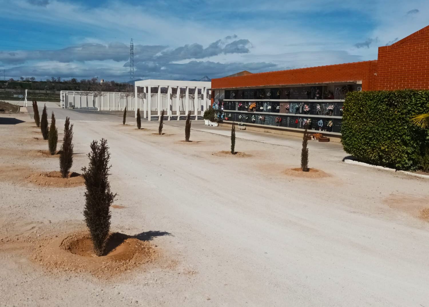 Nuevos cipreses en el cementerio de Huesca
