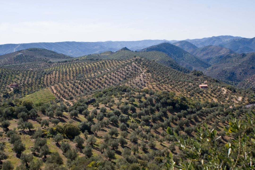 Paisaje de olivar.