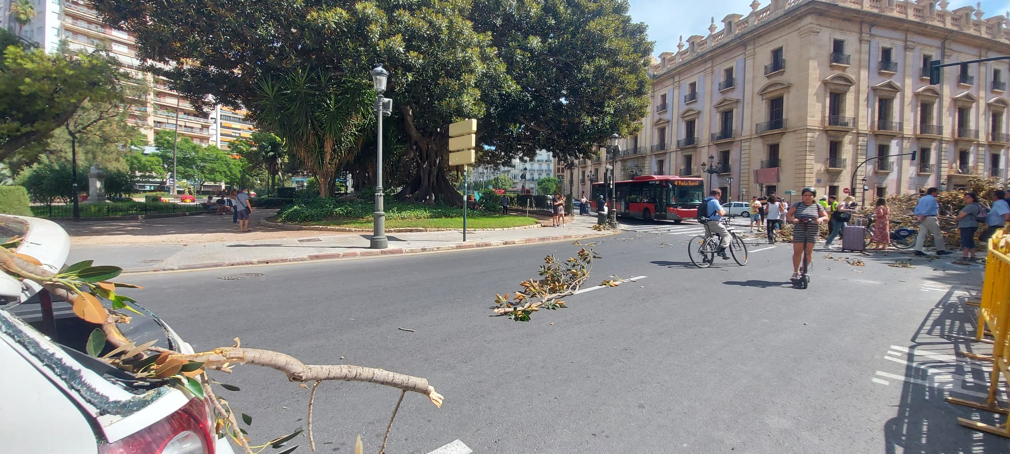 Cae un ficus del Parterre de València