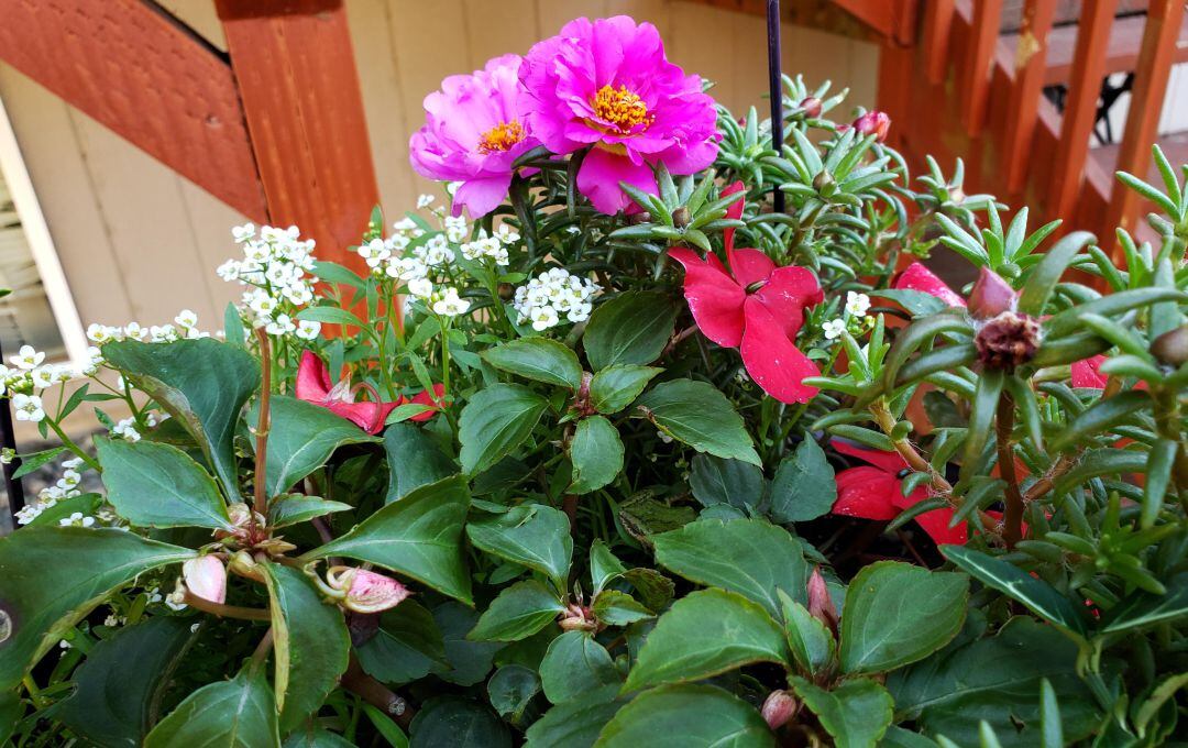 ¿Puedes encontrar a la rana escondida en la fotografía?