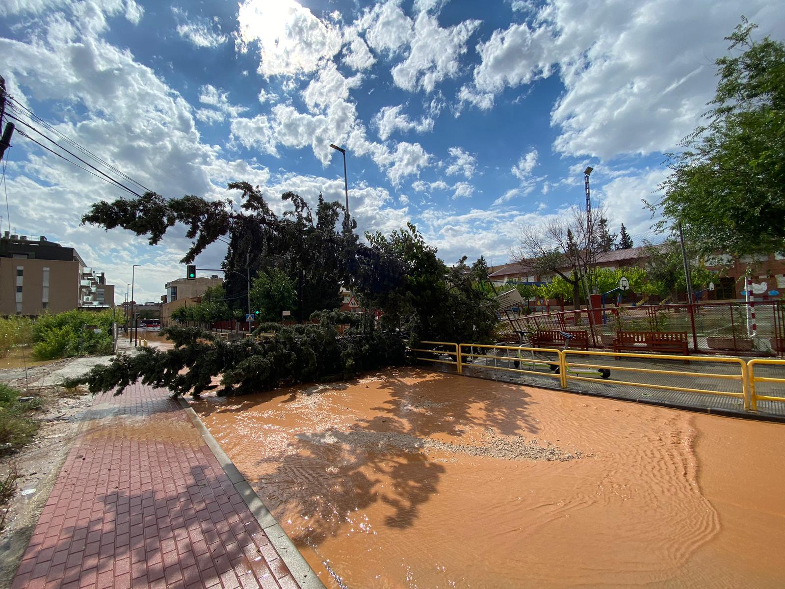 Un árbol caído tras la tormenta