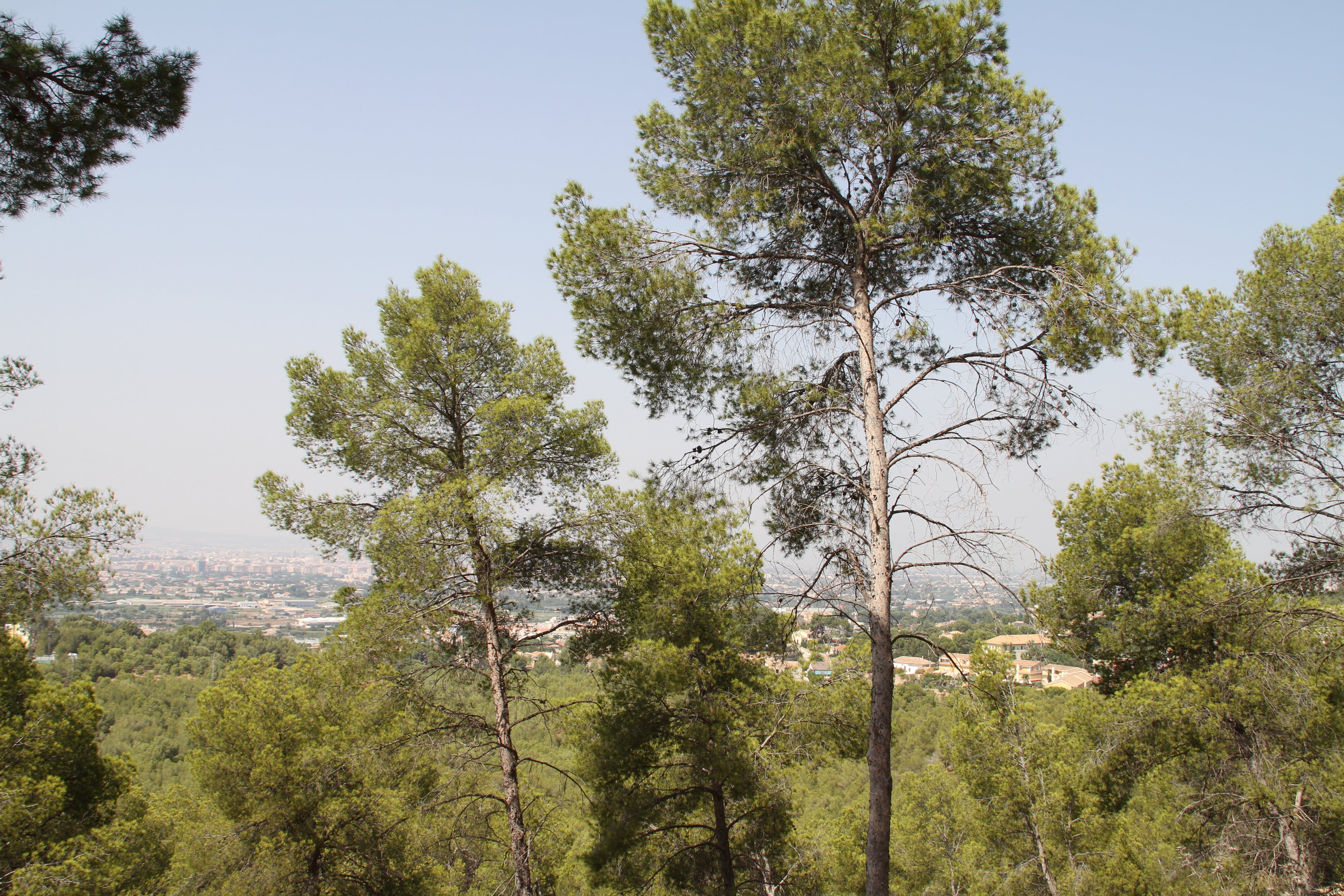 Entorno de la Fuensanta, Murcia