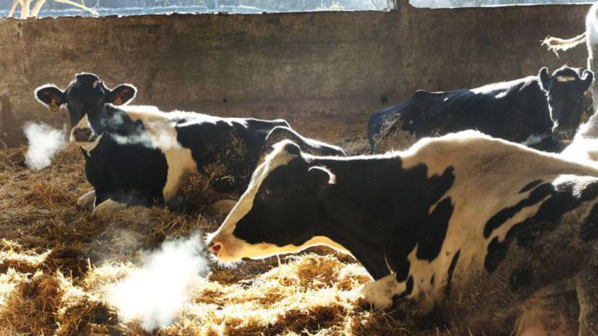 El sector lácteo se hunde y dice no aguantar más la gravísima situación