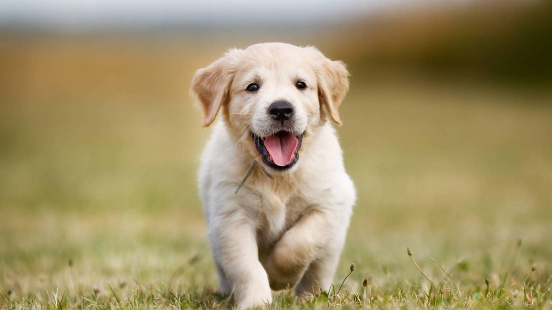 Cachorro de labrador