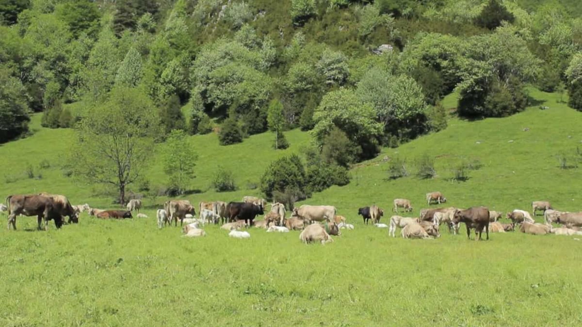 Digitalizando la ganadería