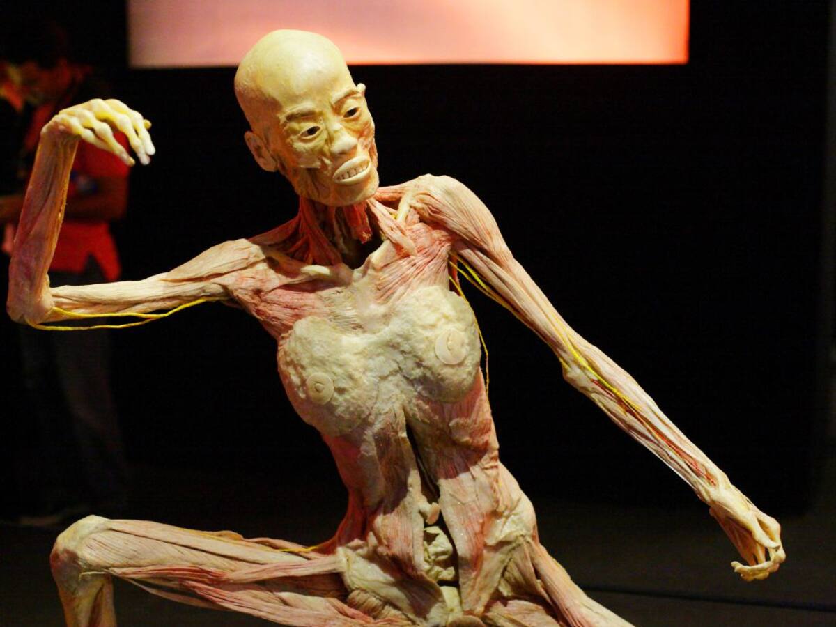 La polèmica 'Human Bodies' es queda a Barcelona