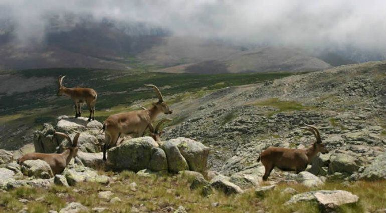 Cabras montesas en la Sierra de Gredos (Imagen de archivo)